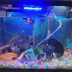 Fish Tank Complete Set Up