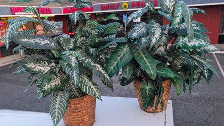 2) imitation plants faux plant pair 5 gallon wicker pot artificial