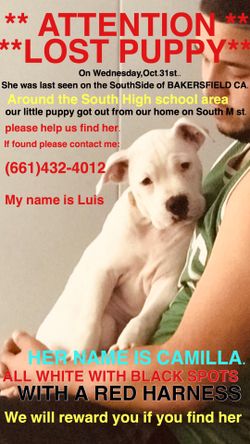LOST DOG!!