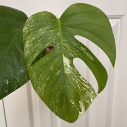 Beautiful Albo Monstera Top Plant CUTTING