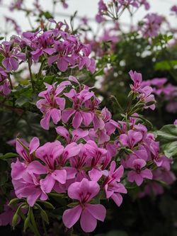 Geranium Flowers Planted in Pots