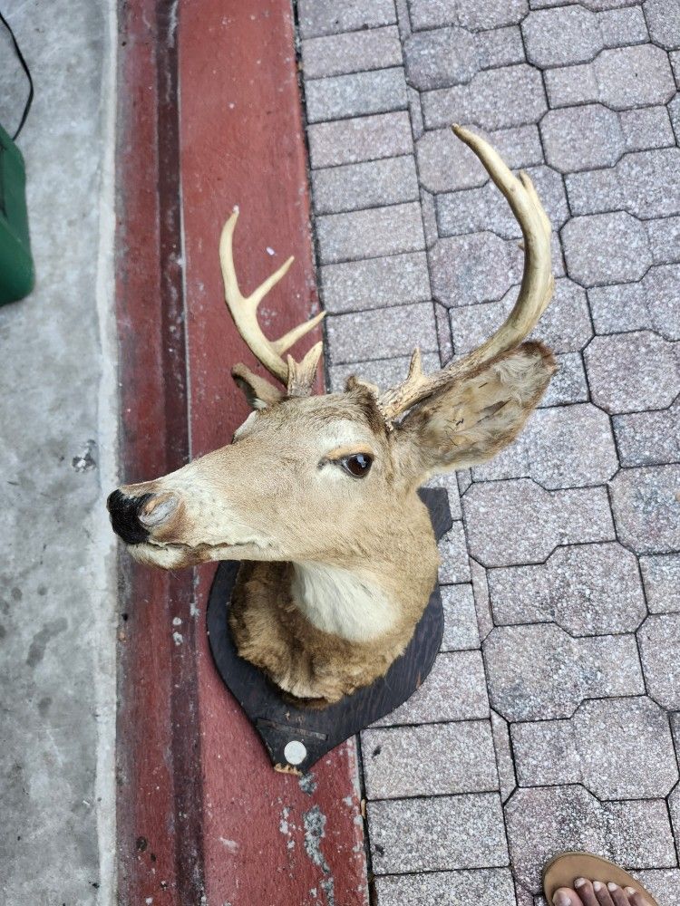 1978 Whitetail Deer Head Shoulder Mount