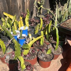 Dragonfruit plants