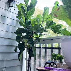 Fiddle Leaf Fig Tree