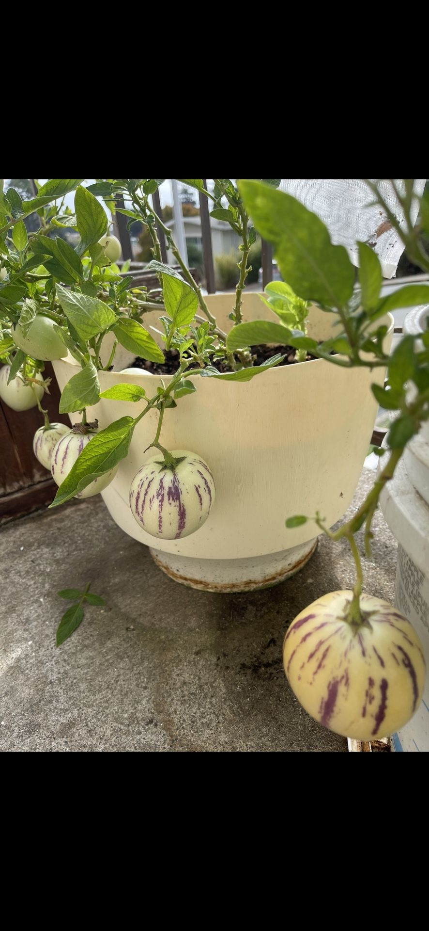 Pepino Seeds/ Plant