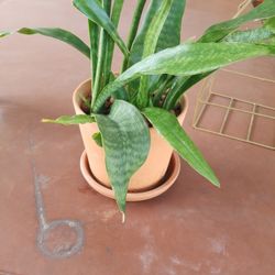 Sanseveria clay 6" H with saucer $10.