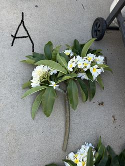 Plumeria Cuttings