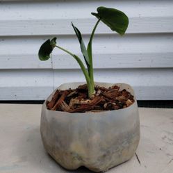 Elephants 🐘 Ears Plant 