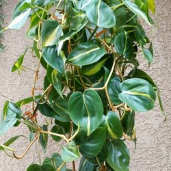 Philodendron Brasil Plant $25