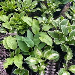 Hosta Plants