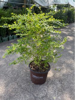 Sunshine shrub