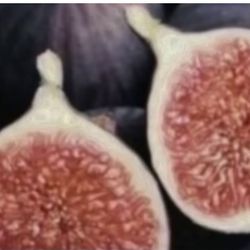 Black Mission Fig Trees 3F In 5G $35 Each Price Firm 