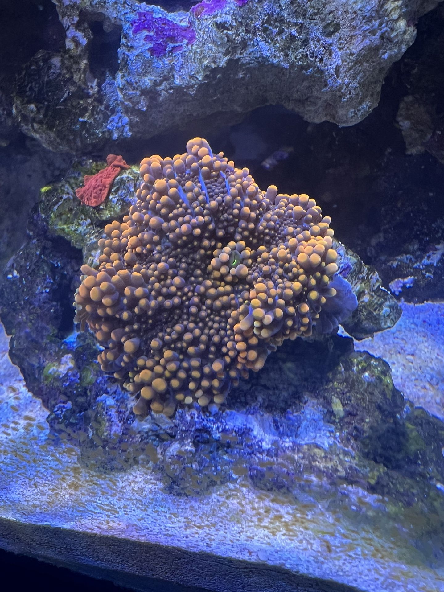 King Kong Ricordia Mushroom