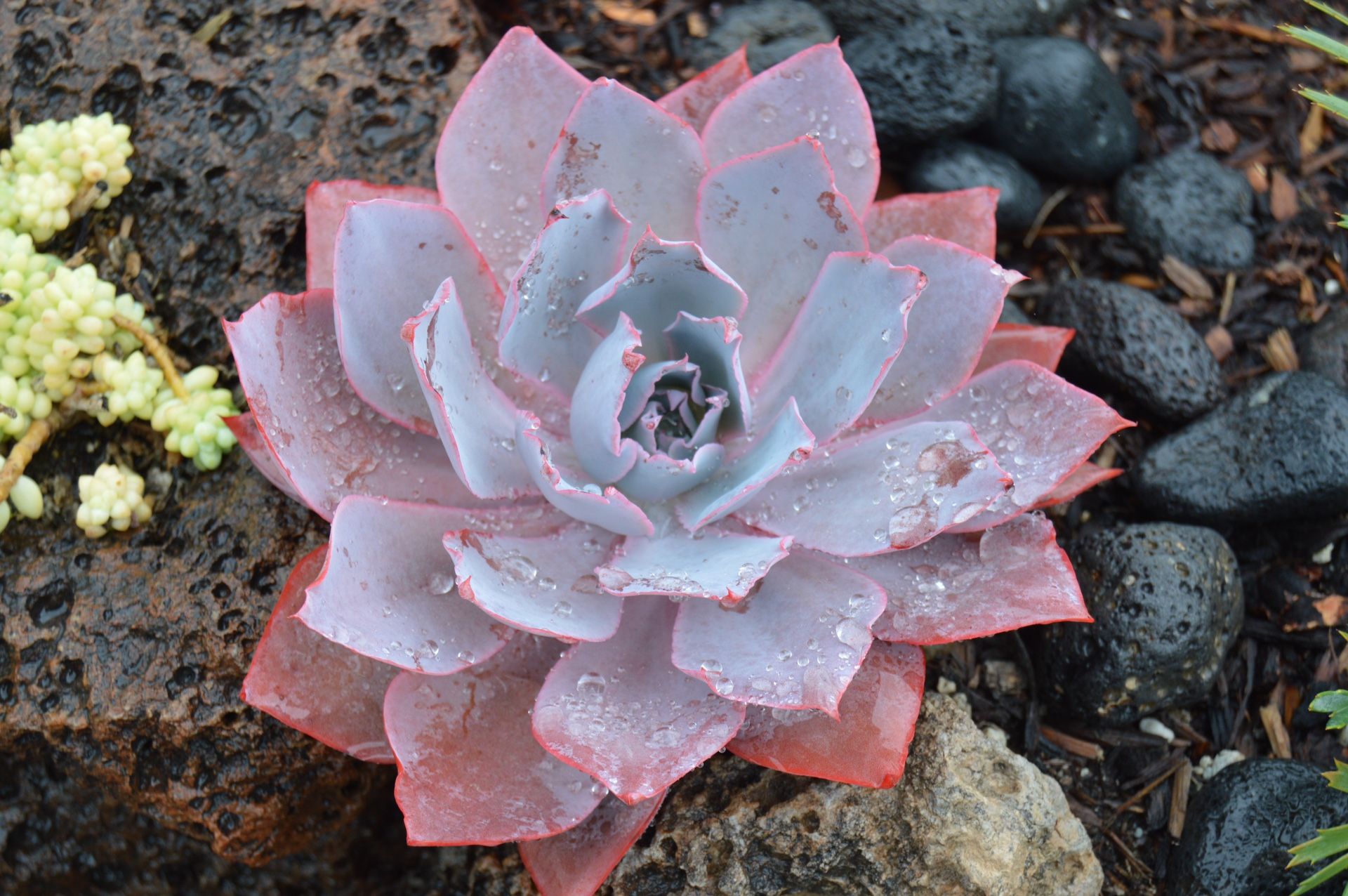 Echeveria Afterglow
