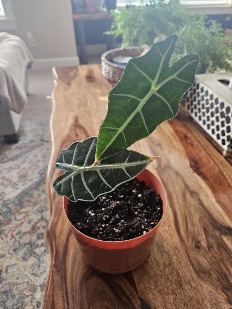 Alocasia Polly
