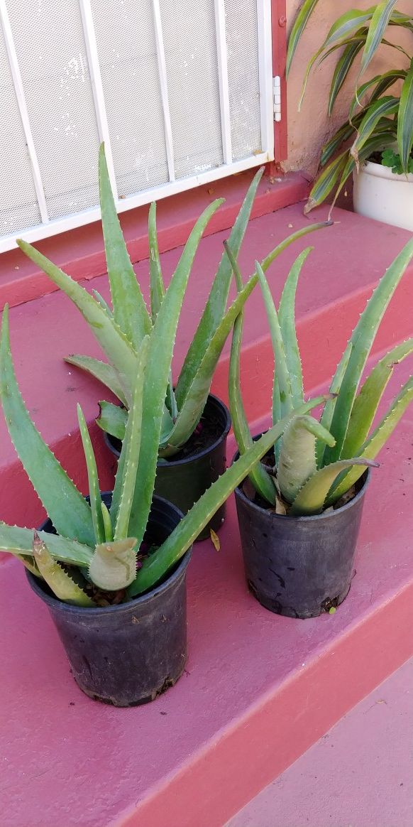 Aloe Vera plants only$4 each or 3 for$10