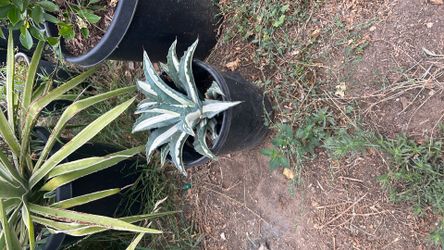 Agave americana var
