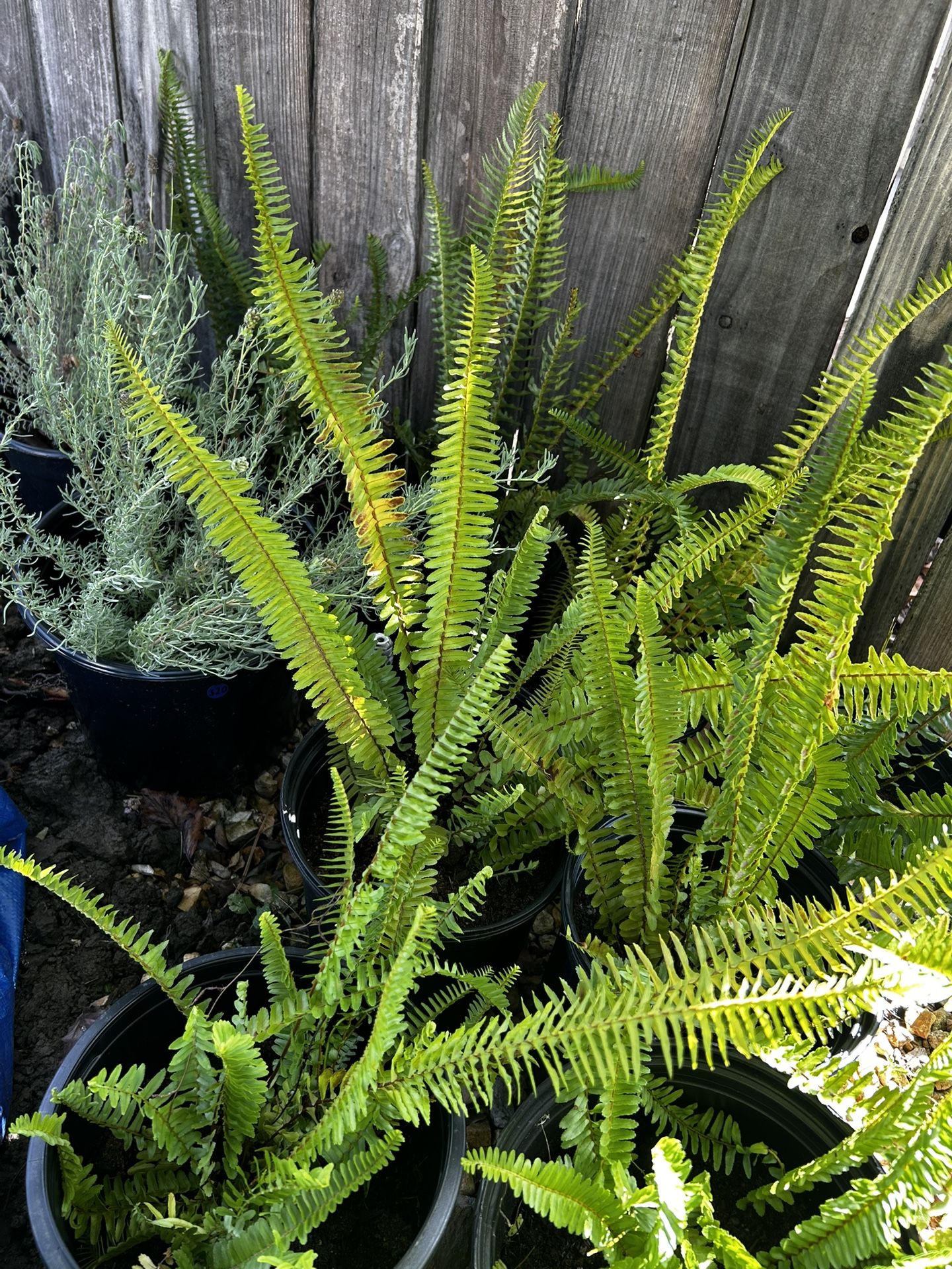 Succulents, Ferns, Elephant Ears, French Lavender. Coronas De cristo