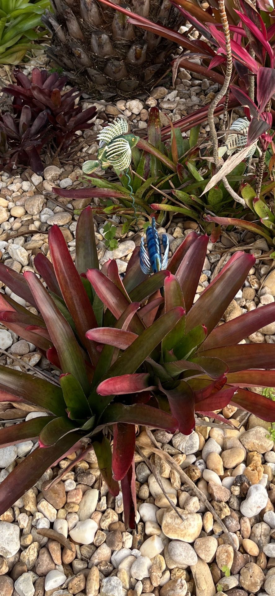 Bromiliads/plants