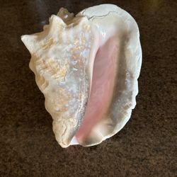 Large Conch Shells (Set of 8)