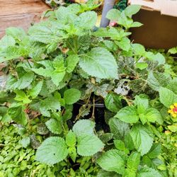 $6 LG BEGONIA Plant☘️ IN BLOOM MESA PICKUP
