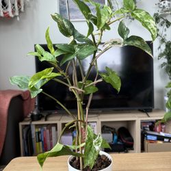 Syngonium Posipphylium Albo Variegated Rare Plant 5 Inch 