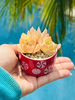 Cute Ceremic pot with rare succulents
