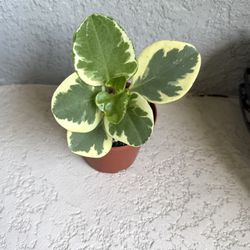 Variegated  Peperomia  Obtusifolia Plant 