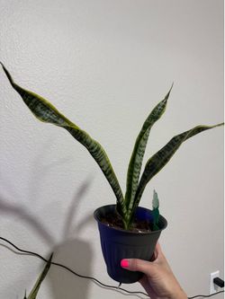 Snake plant #5