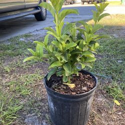 sweet viburnum 3 gallon $9 each - ready to deliver