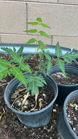 Neem plant