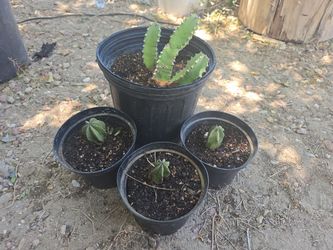 Cactus