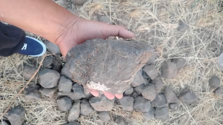 Mixed Rocks Hand Sized