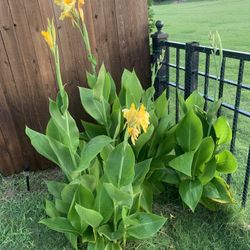 Nice plant!  Any one $ 5