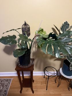 ✨Thai Constellation Monstera✨ 