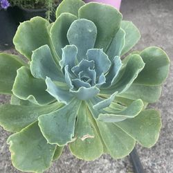 Suculent Plant Big Size $10
