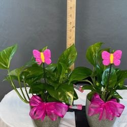 Mother’s Day Pothos Plants!