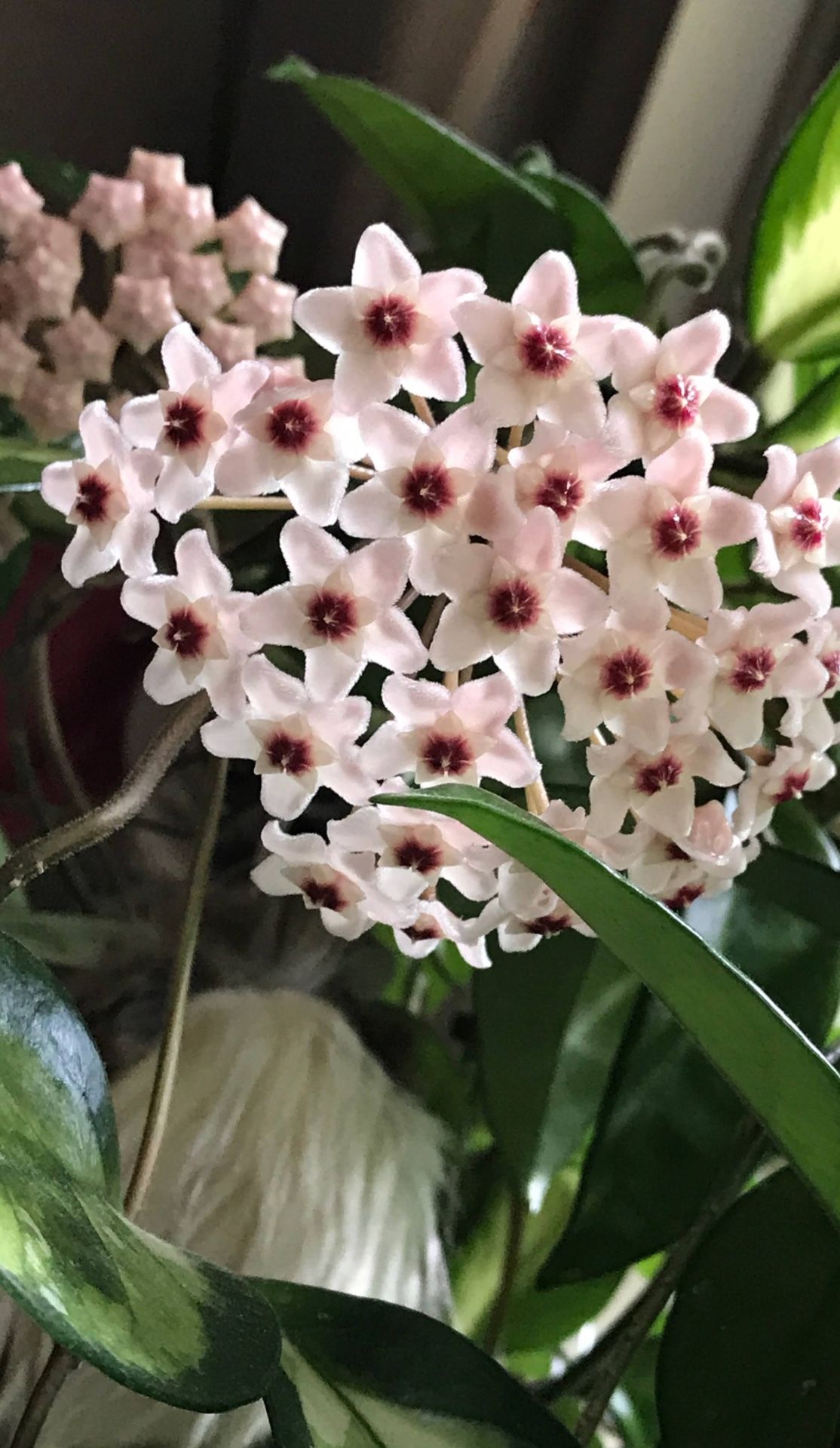 Well Established Hoya Carnosa ( Wax Plant) Beautiful House Plants 3.5"H And 4.5"H Pots.
