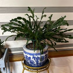 Schlumbergera truncata 