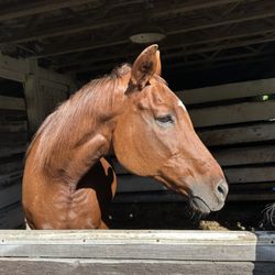Horse Care And Local Transport 