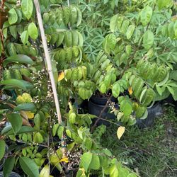 Star Fruit Tree With Flower And Fruit (3-4 Ft Tall)