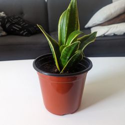 Healthy Live 13" Snake Plant With Growing Pot