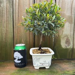 Ficus Bonsai Tree