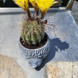 Succulents And Cacti 