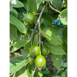 D-R-D GUAVA LEAVES "G"