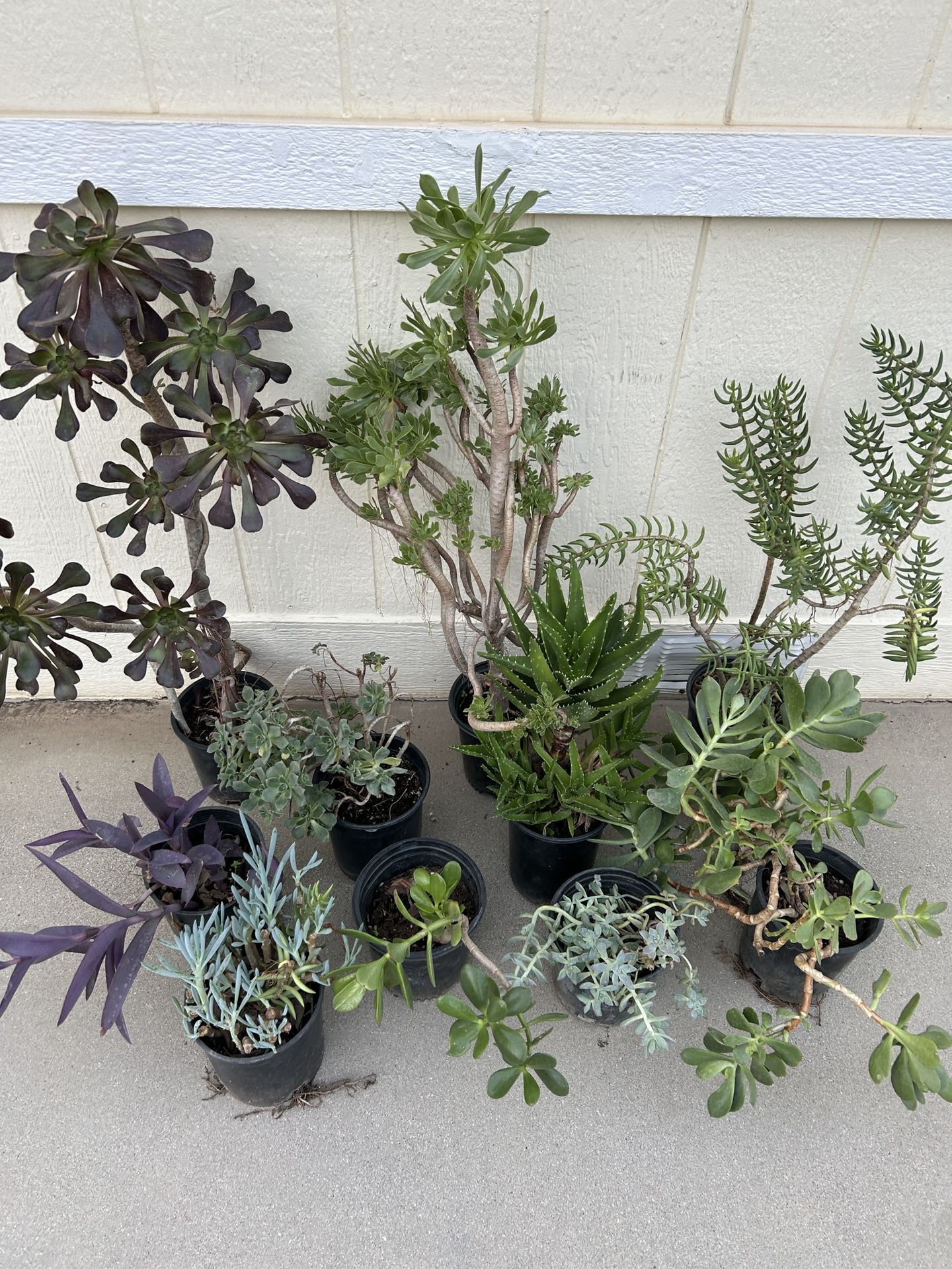 Succulent Plants In 1gl