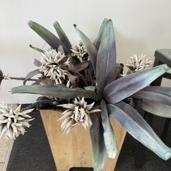 Plant Decor 