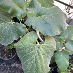 Hoja Santa