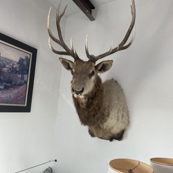Elk Head And 2 Lamps 