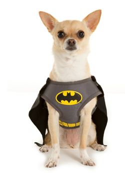 DC Comics Batman Pet Harness